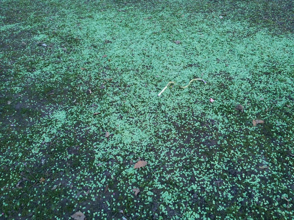 Confetti-covered grass is a common scenario during the Basel Fasnacht 