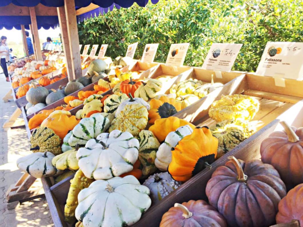 Autumn festival-Pumpkins in Switzerland