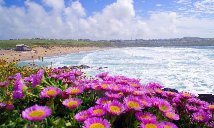 lovely flowers at cornwall beach fistra