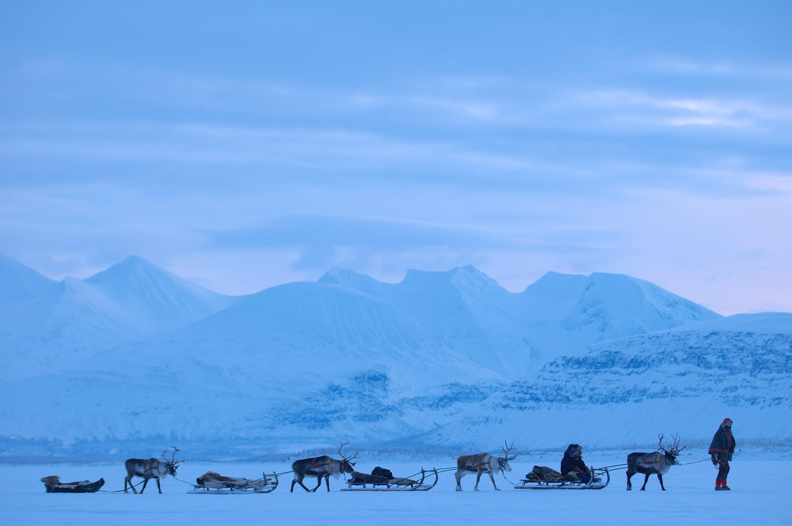 Reindeer sledding in Northern Sweden winters.